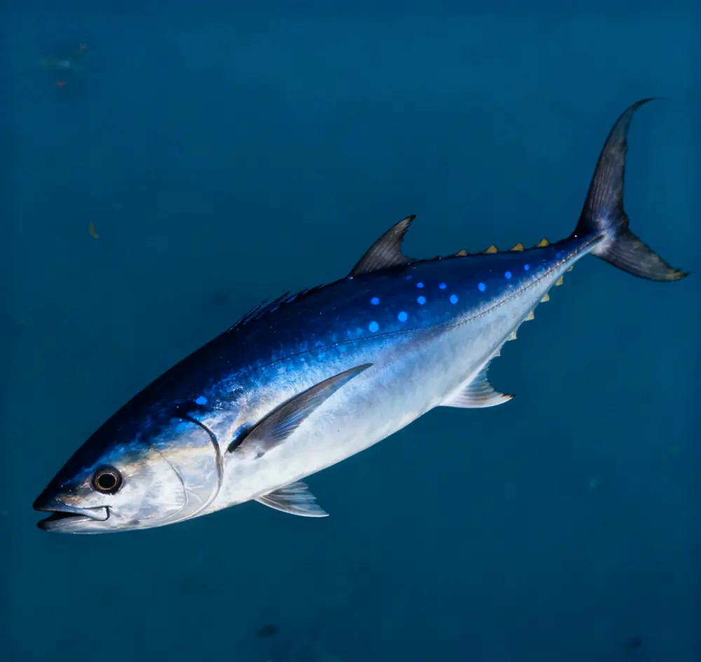 Scientific Assessment of the Bluefin Tuna’s Edible Value