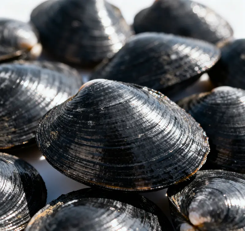 Introduction to Black Clam Varieties