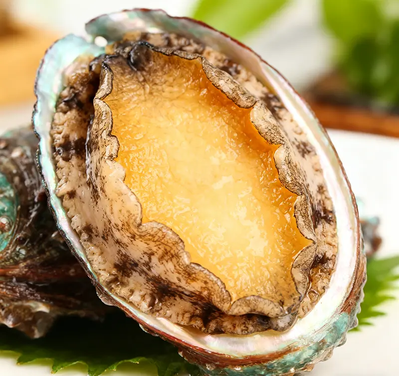 abalone