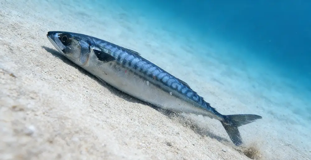 atlantic-mackerel-1.webp