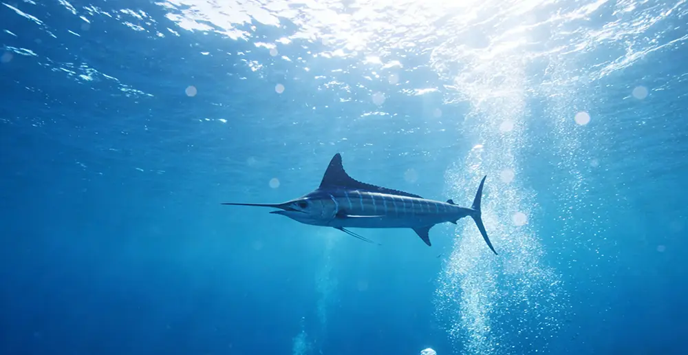 Morphological Characteristics, Habits, Edible Value, Species Overview, and Seasonality of BluefinTun