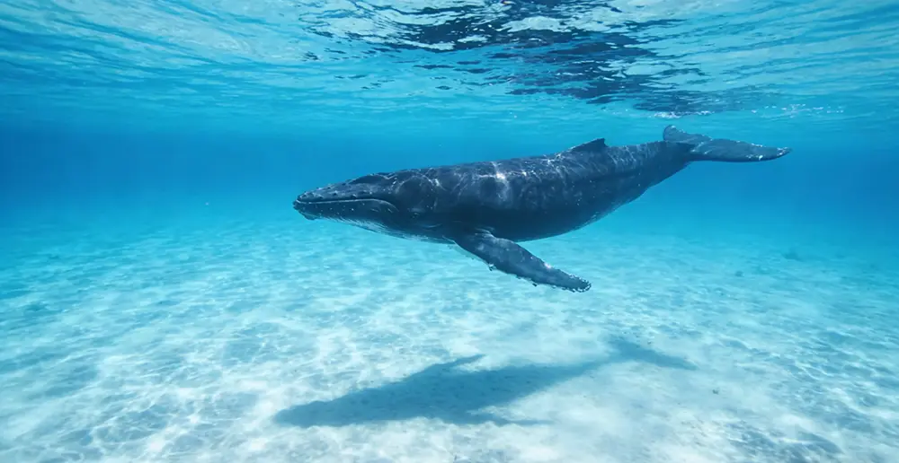 bluewhale.webp