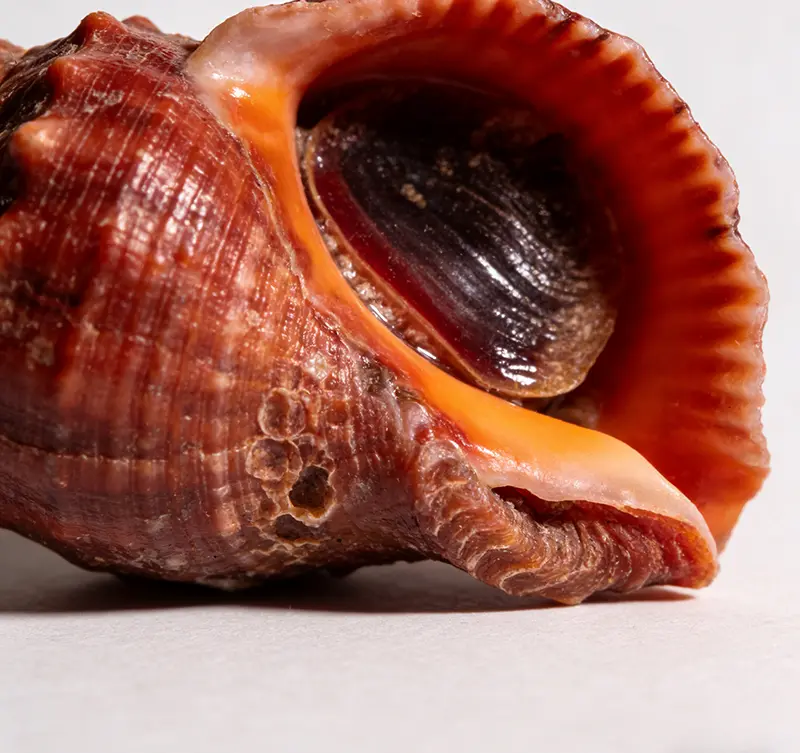 Rapana venosa in a Changing Marine Environment