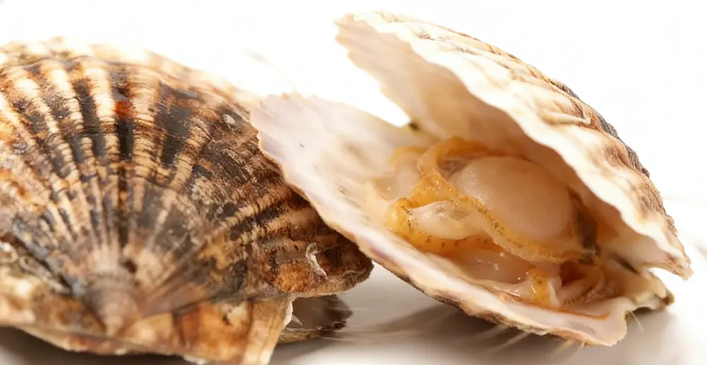 scallop.webp