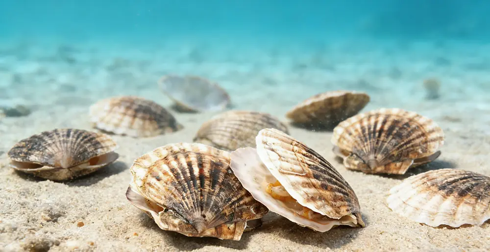 scallop-1.webp