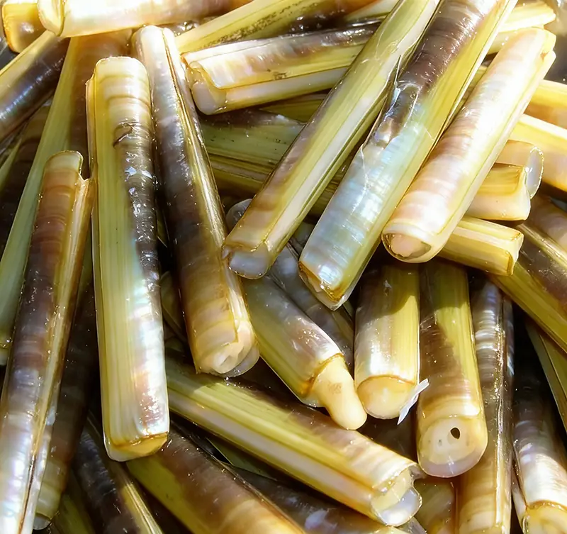 On the Bamboo Clam: Morphology, Burrowing Habits, Edible Value, Species Diversity, and Seasonal Occu