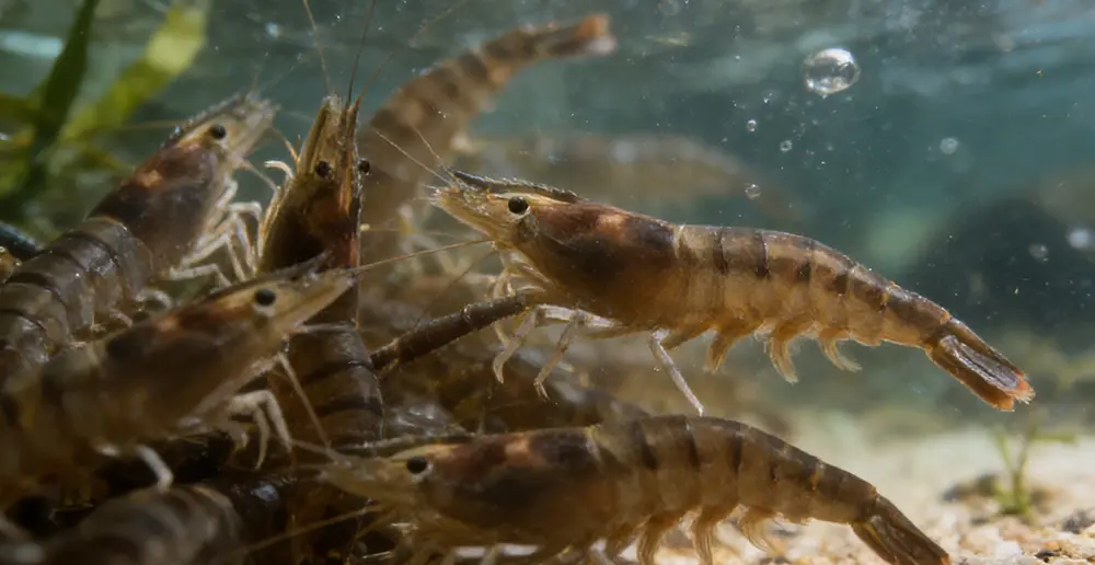 indian-tiger-shrimp