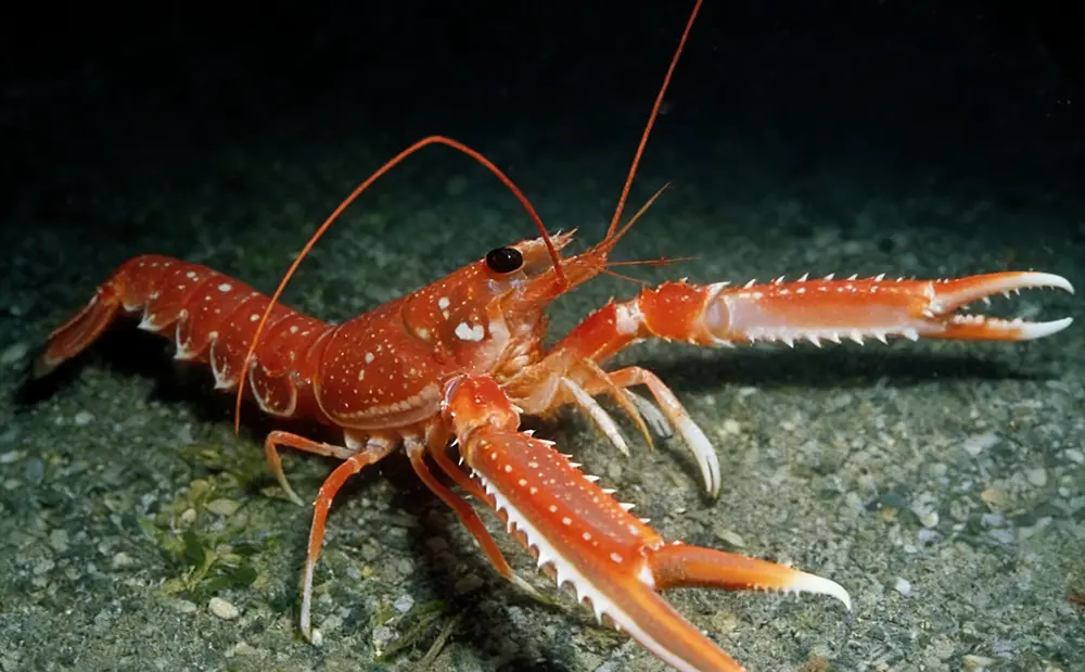 A Comprehensive Introduction to New Zealand Shrimp